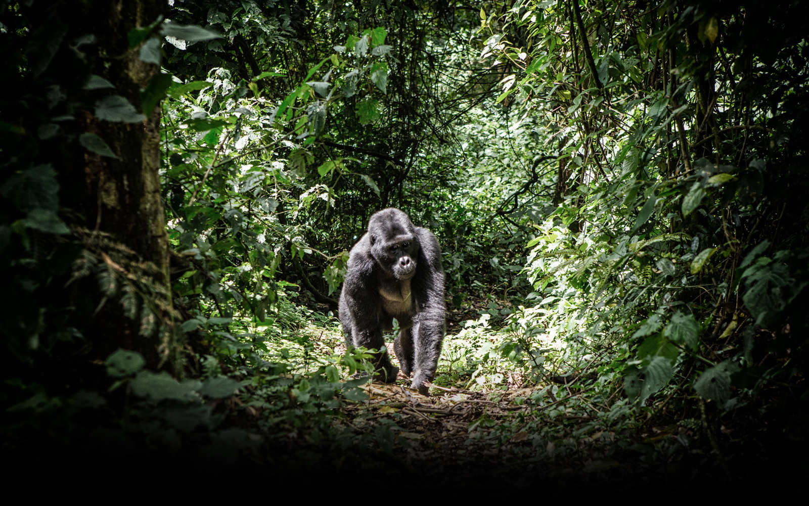 Departure early in the morning to Mweya Queen Elisabeth National Park, stop at the equator line. Proceed and have lunch in Mbarara